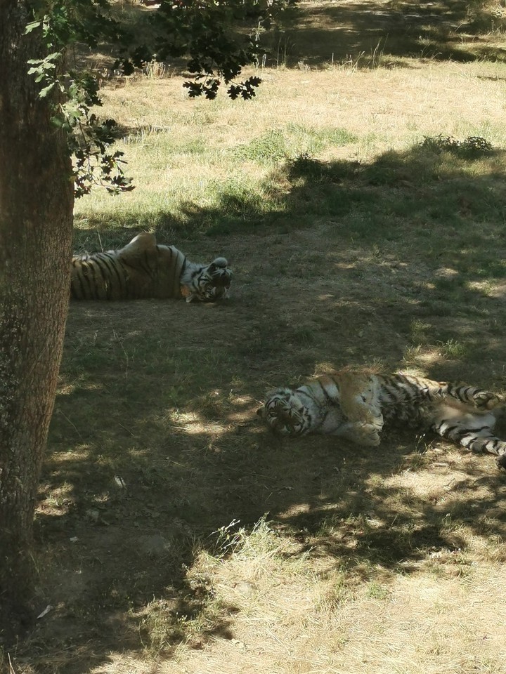la dure vie de deux gros chat