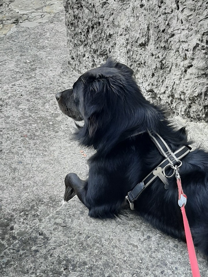 aspettando il padrone