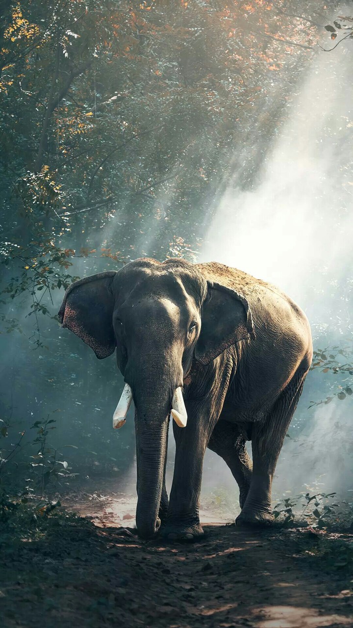 Elephant Wallpaper For Smartphones
