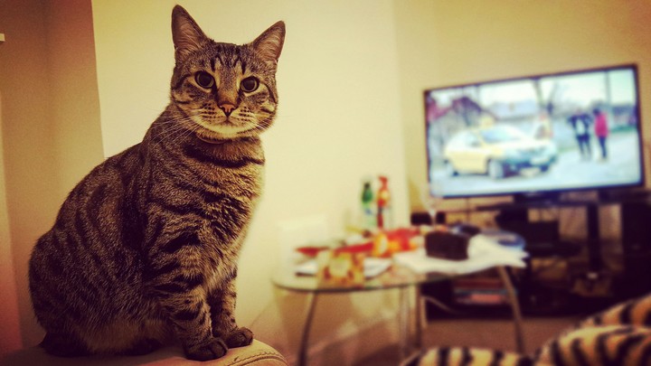 Sasha! My cat!