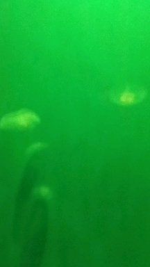 jellyfish