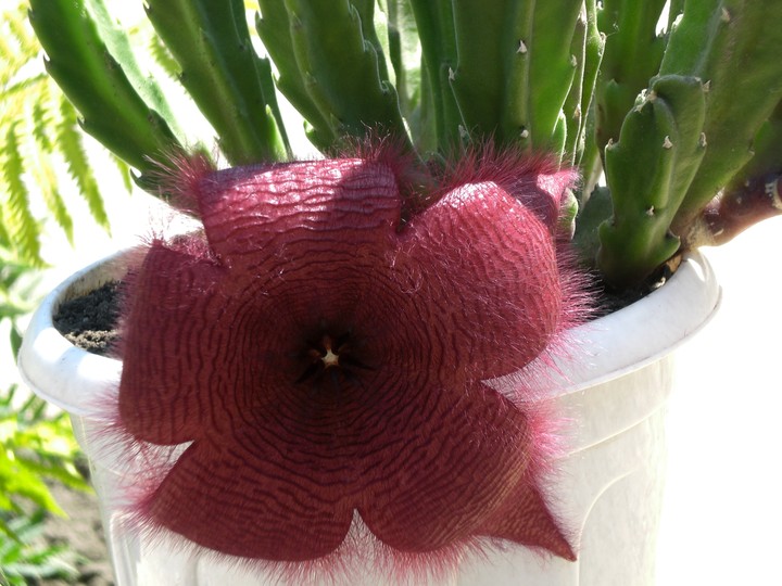 Cactus