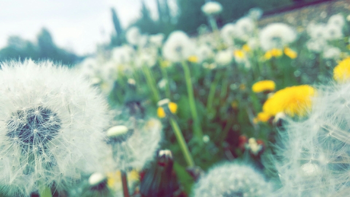 spring