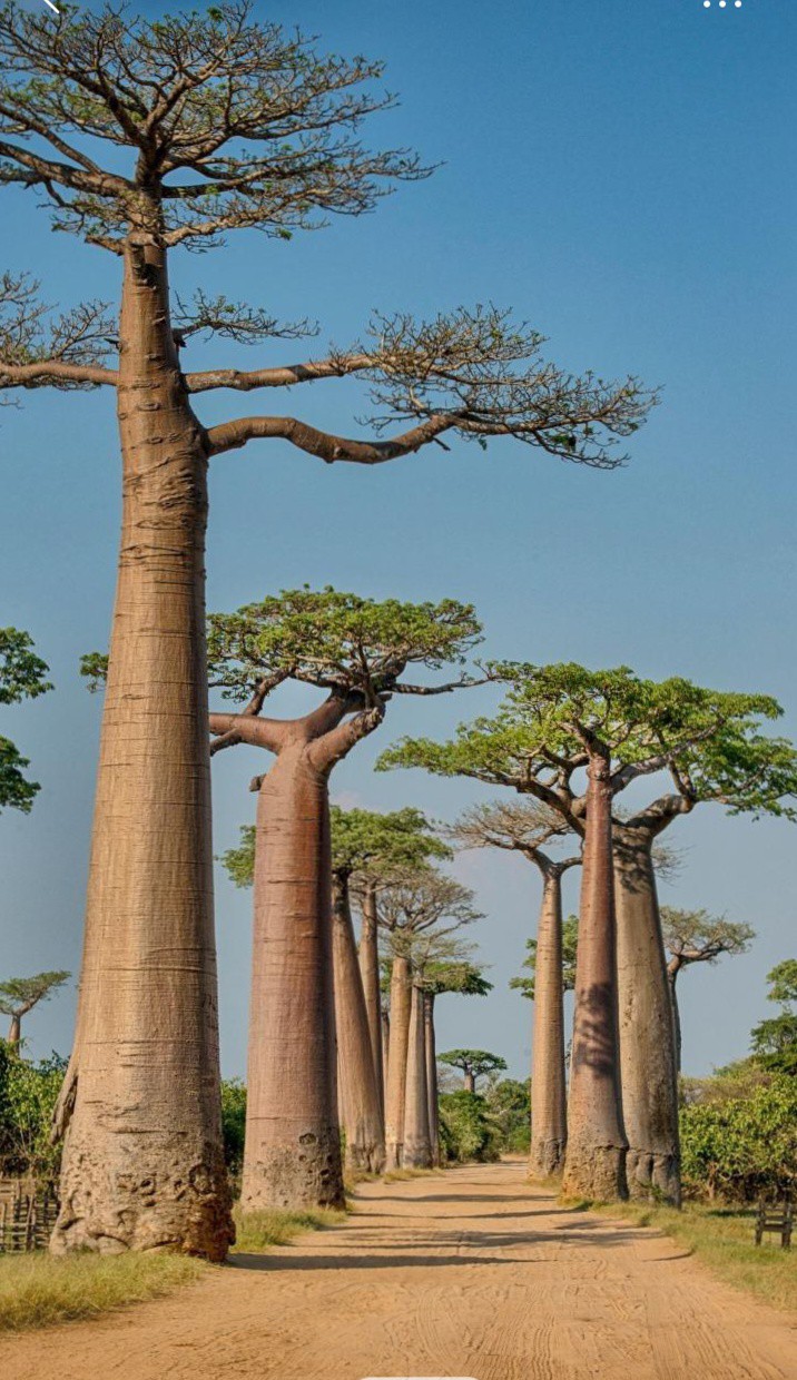 worlds longer tree