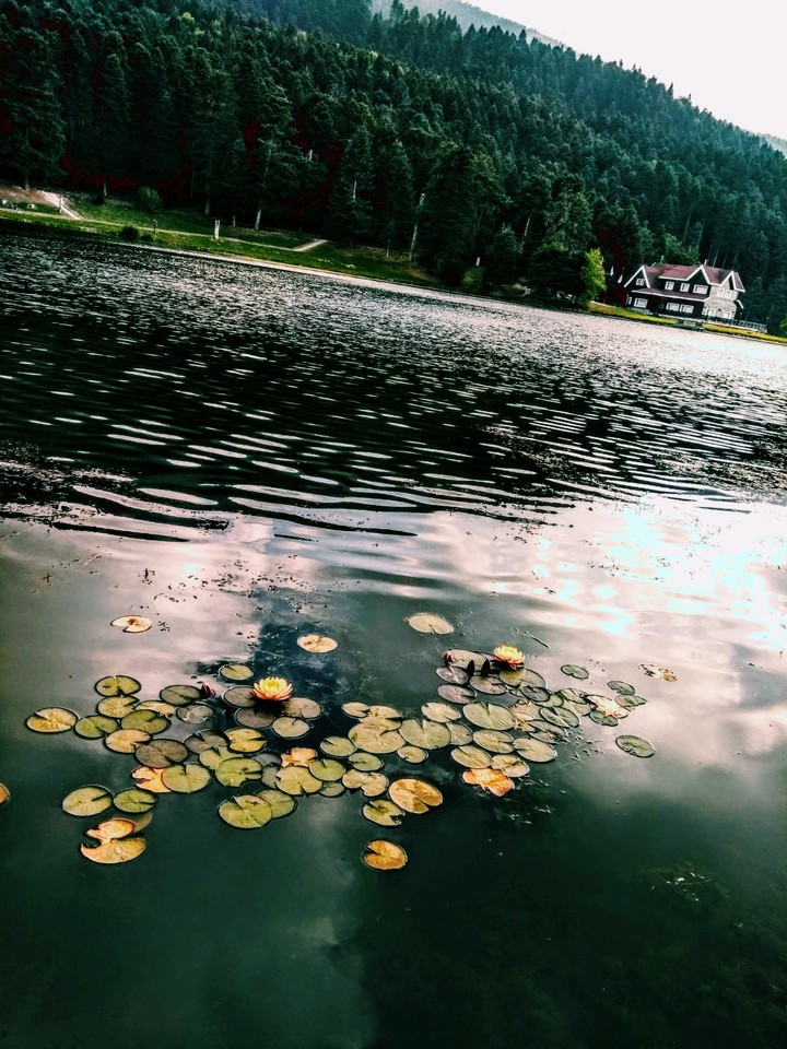 Bolu