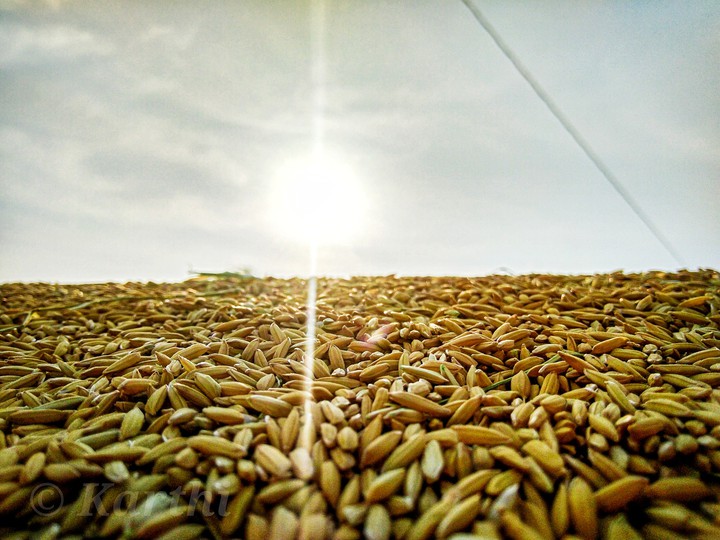 rice