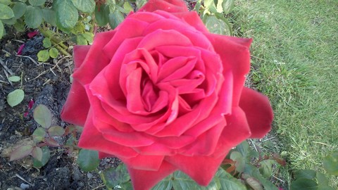 rose