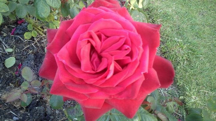 rose