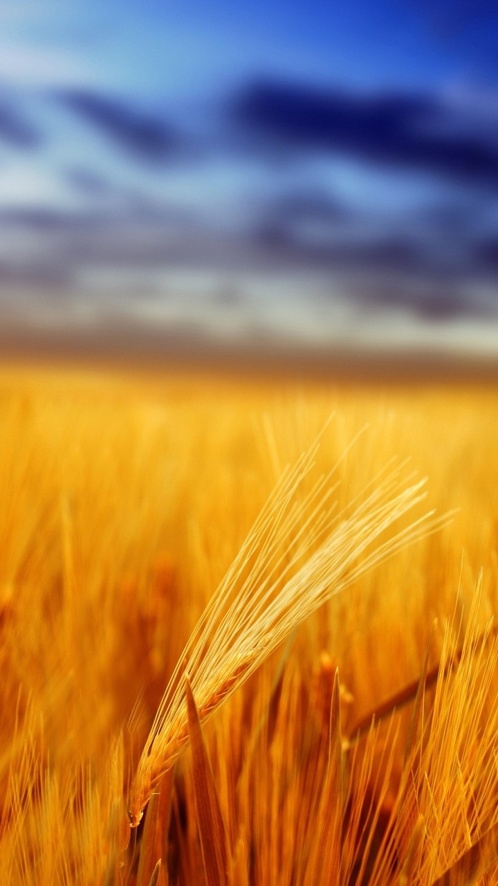 indian grain