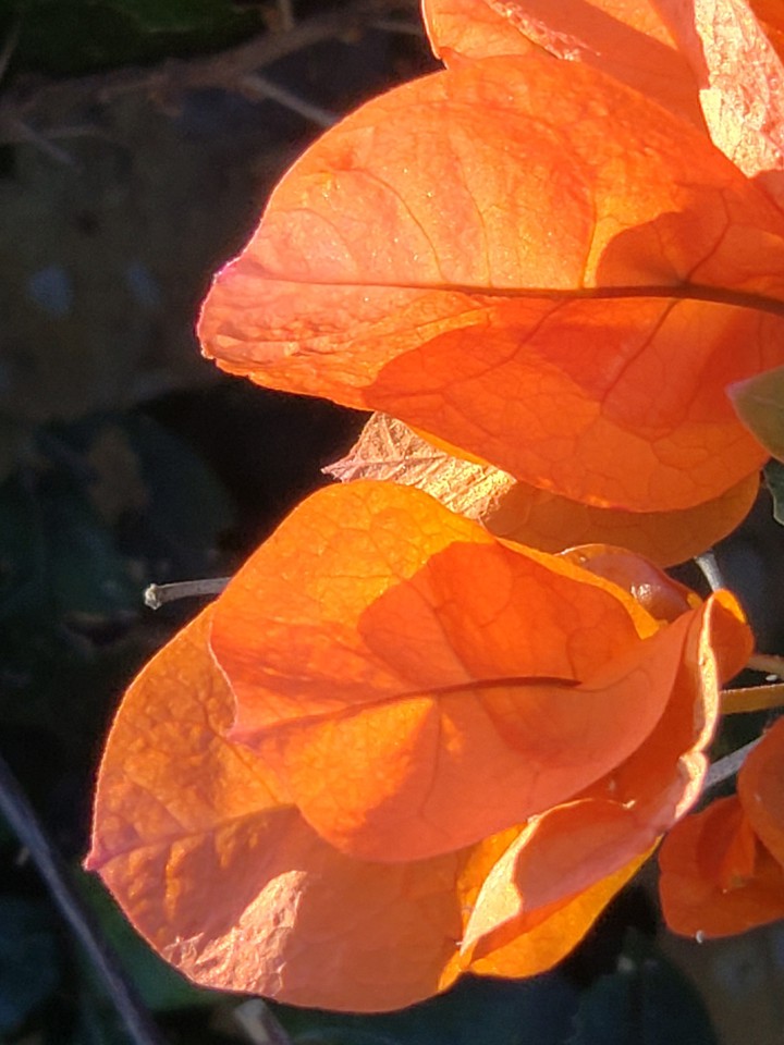 #bugambilia #flores