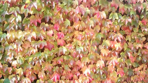 Colours of ivy