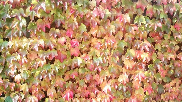 Colours of ivy