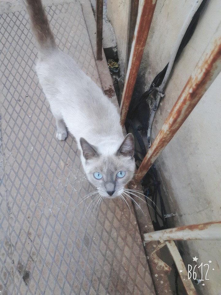 Blue Eyes