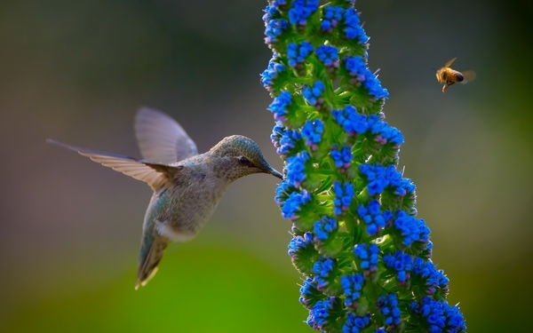 colibrí azulado