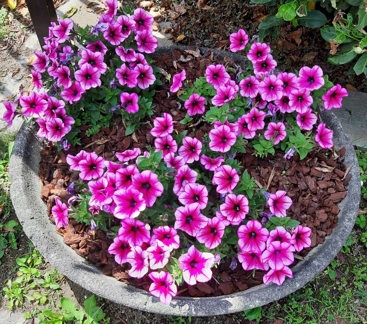 fiori