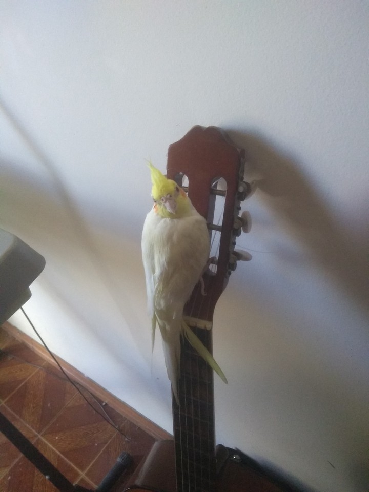passarinho