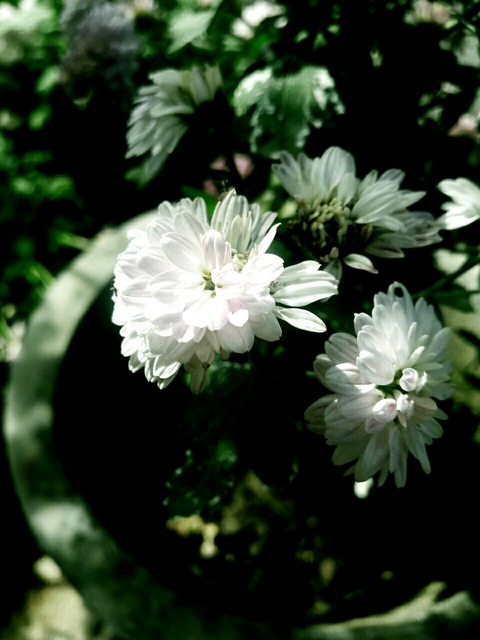 Myclick