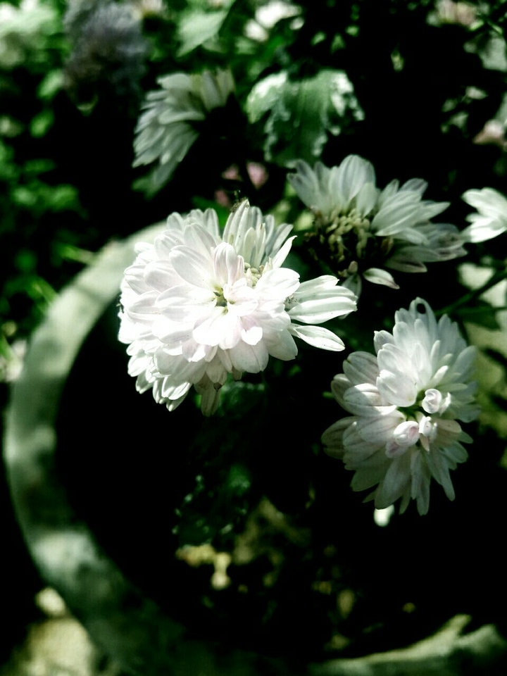 Myclick