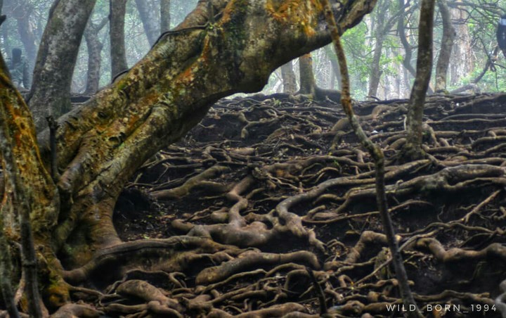 forest