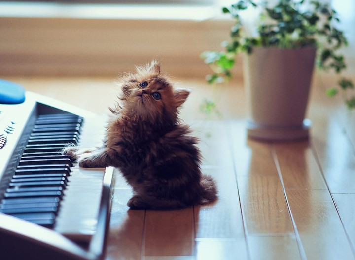 piano