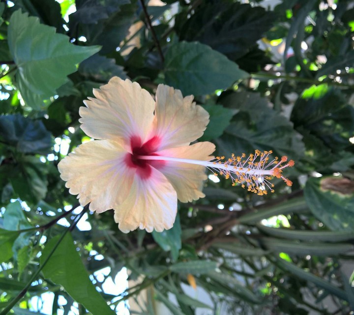 white flower