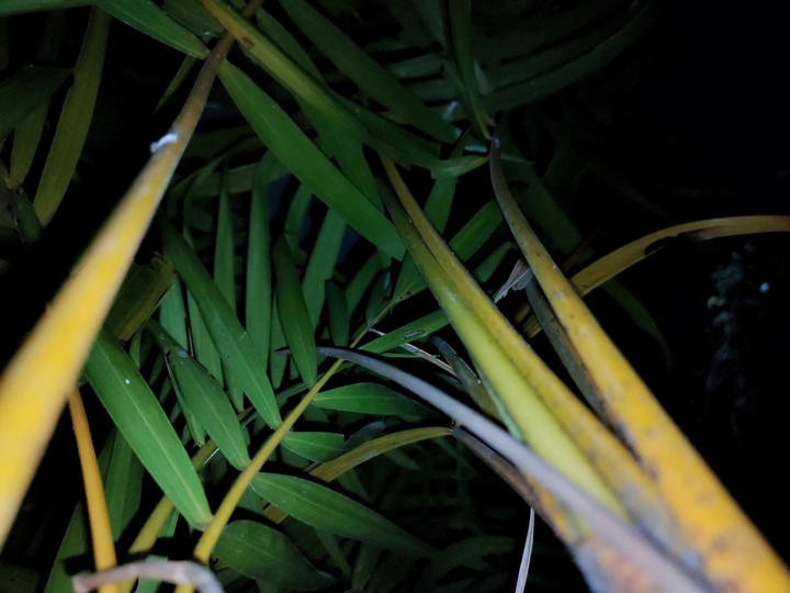 night green