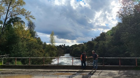 Tree, Waterway, Bridge