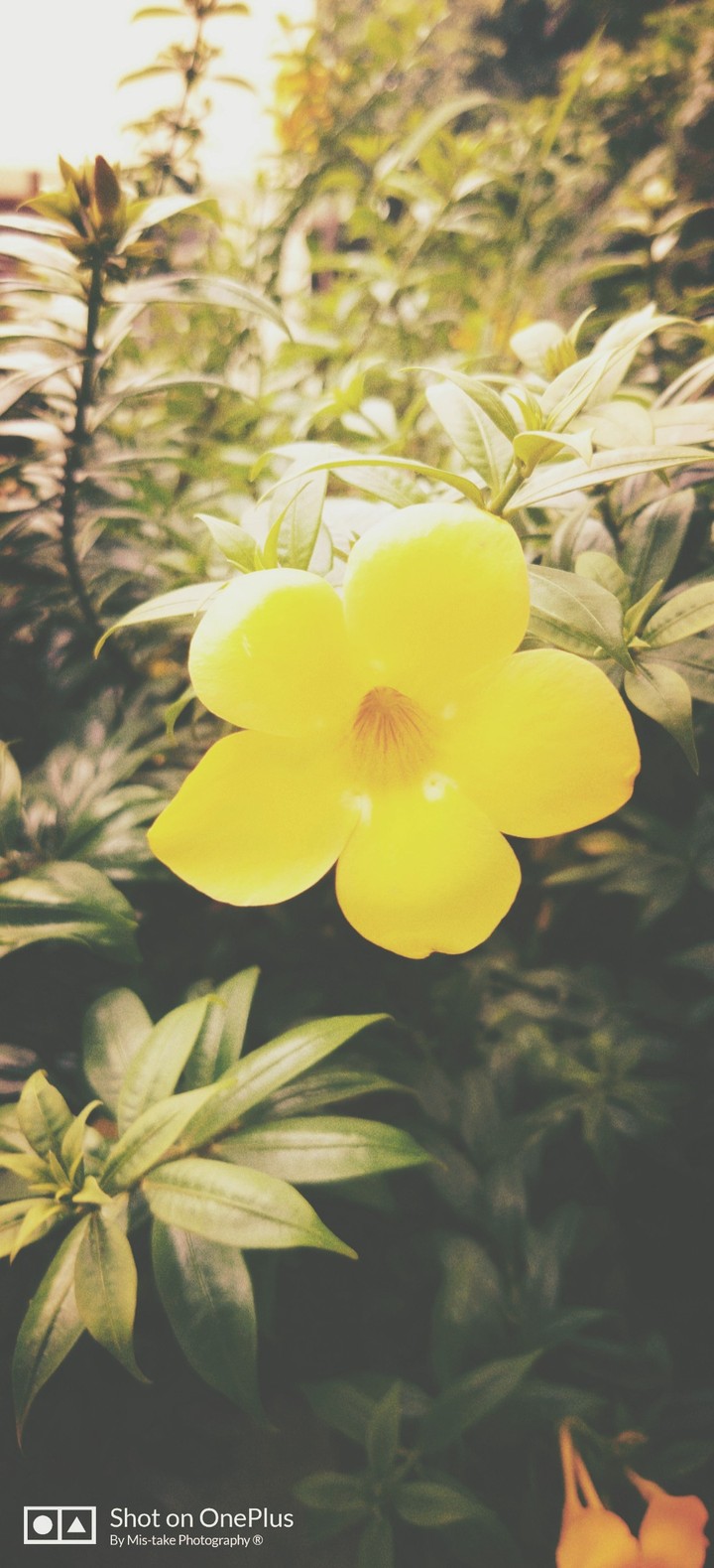 blooming flower