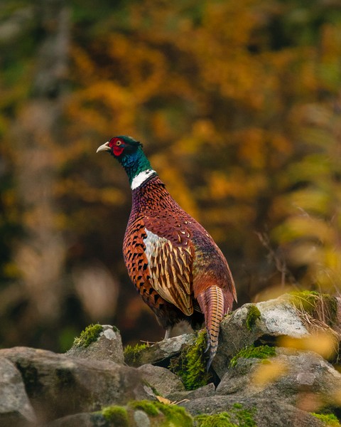 bird, landfowl壁纸