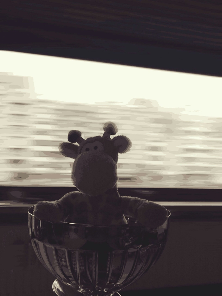 Gerard the giraffe inspects his trophy