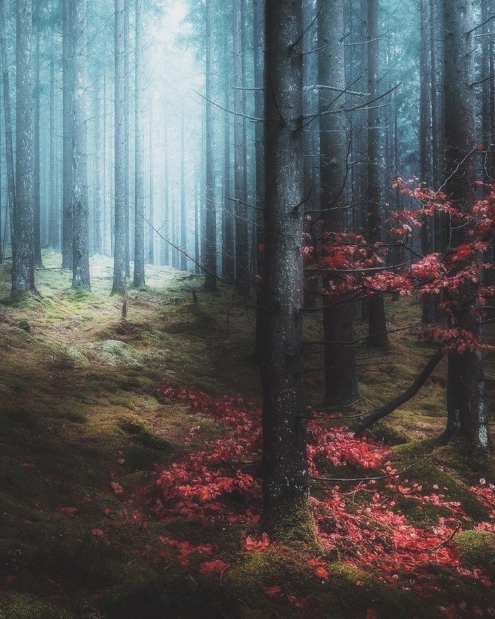 forest