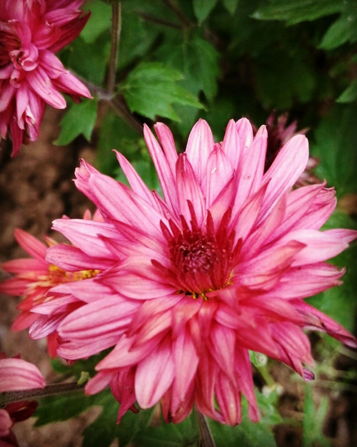 flowers blooming