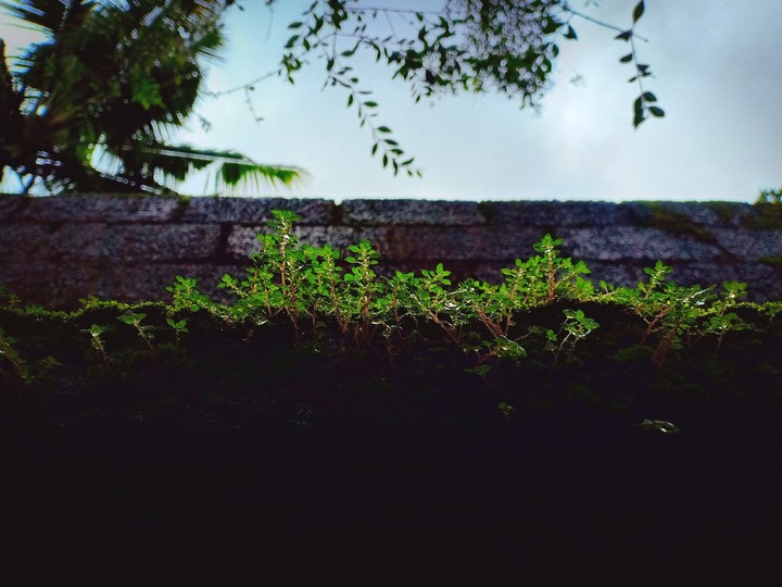 natural photo