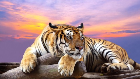 tiger