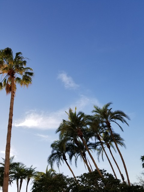 Poolside view