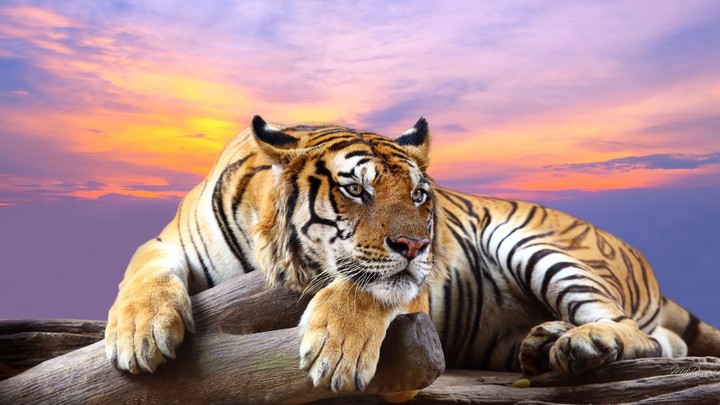 tiger