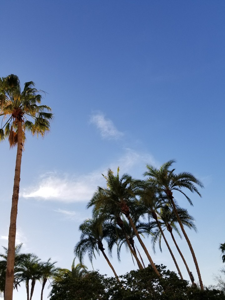 Poolside view