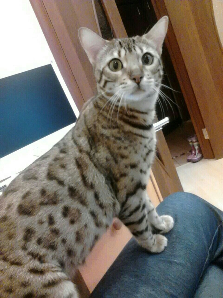 Котя!