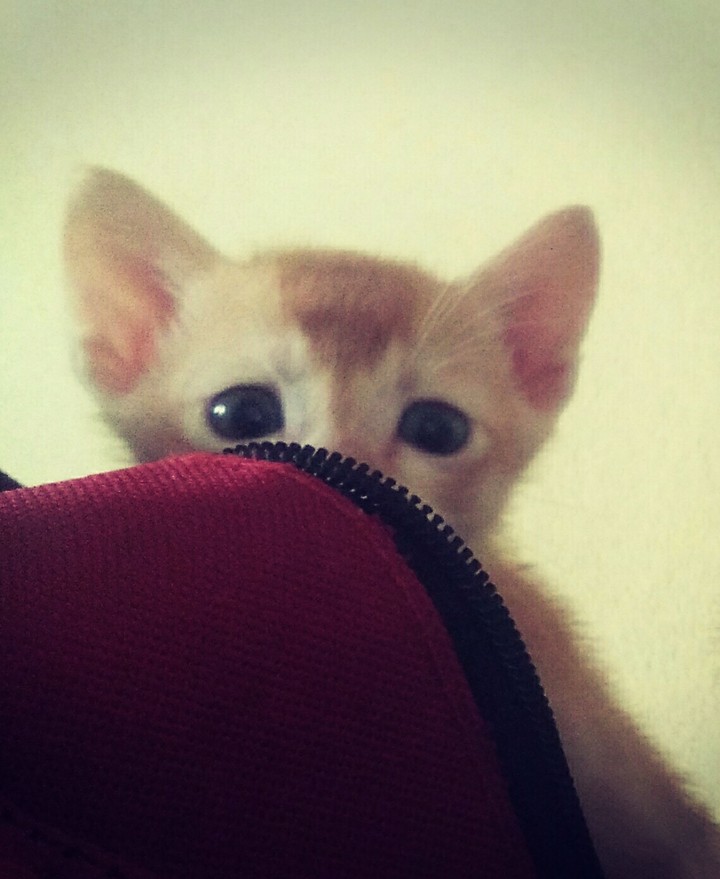 pussycat