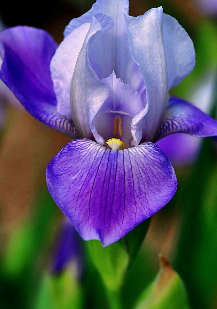 Iris
