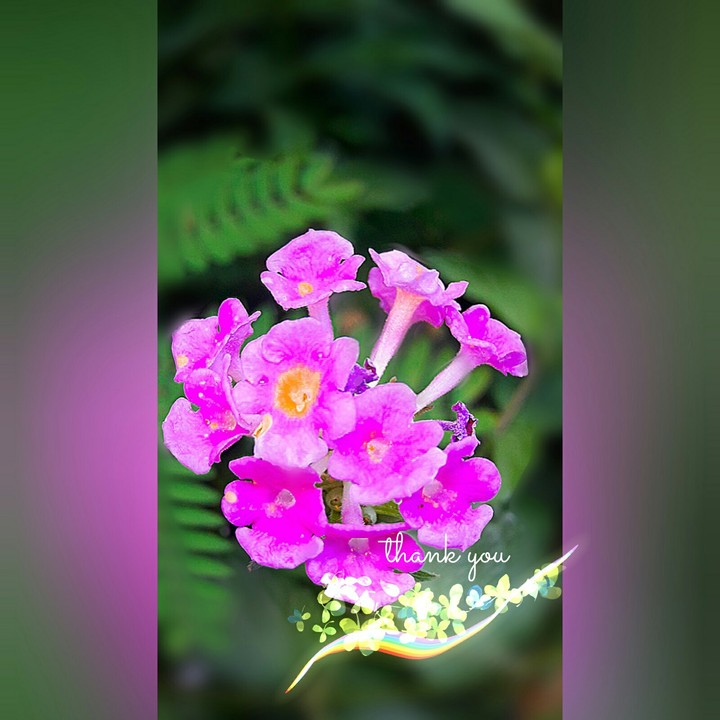 flowers  thank you