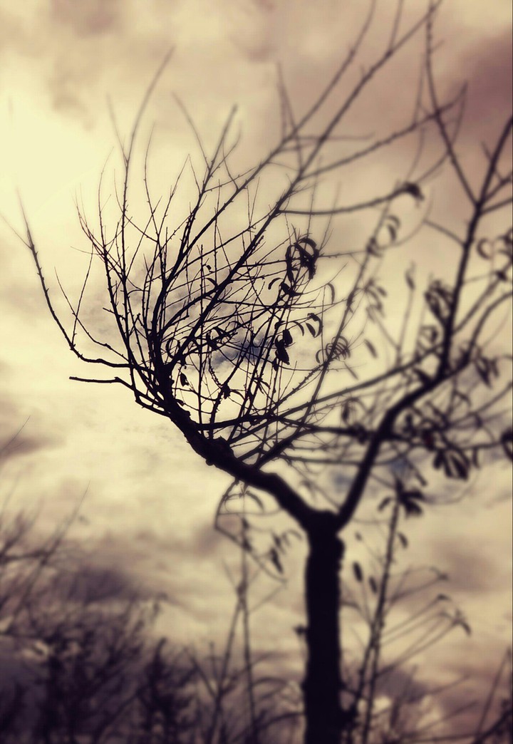 dark tree