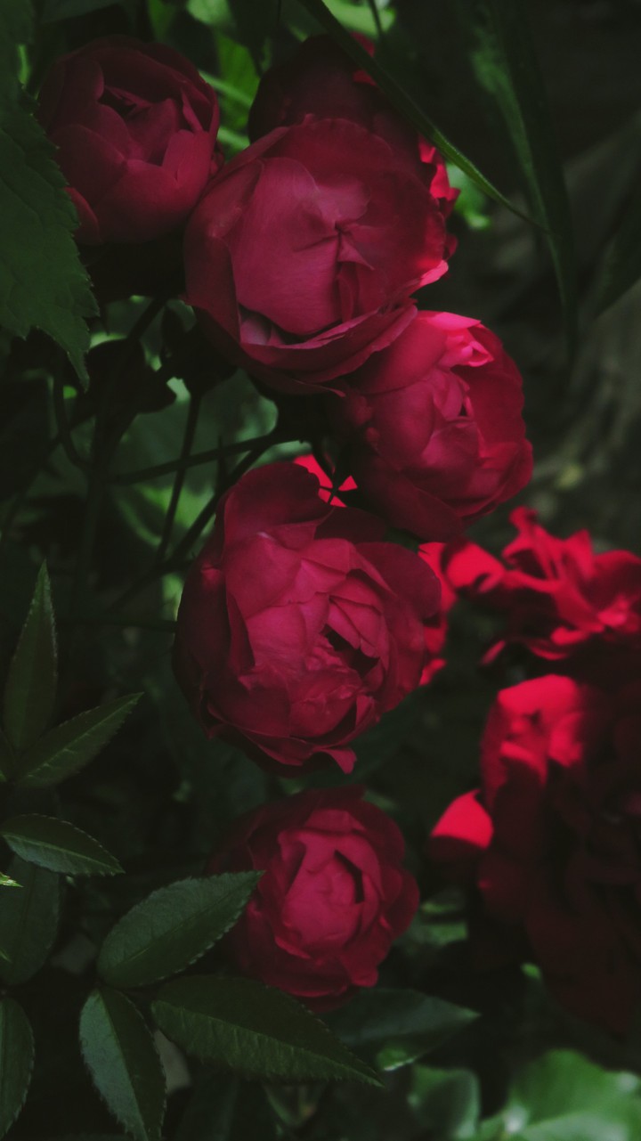 roses