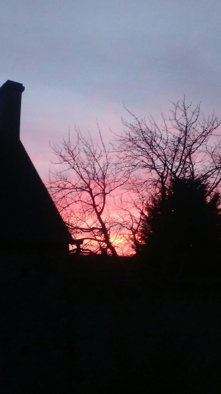 Cerisier du Soleil