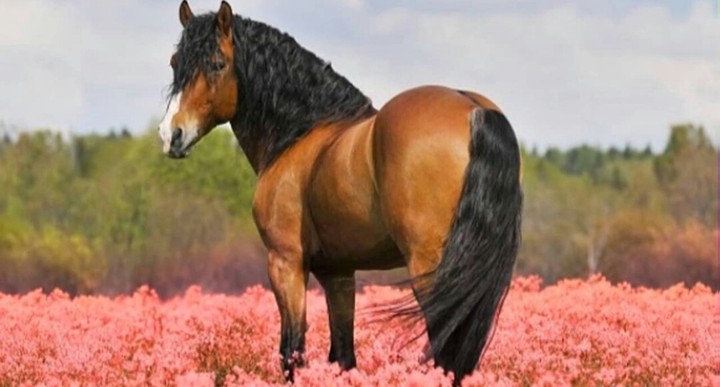 sweet horse