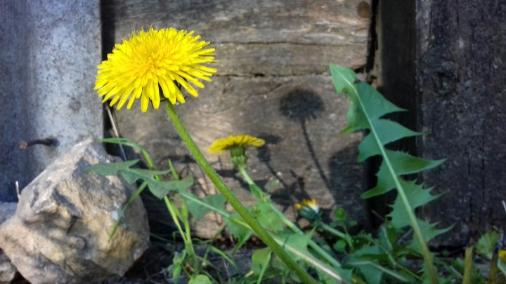 dandelion