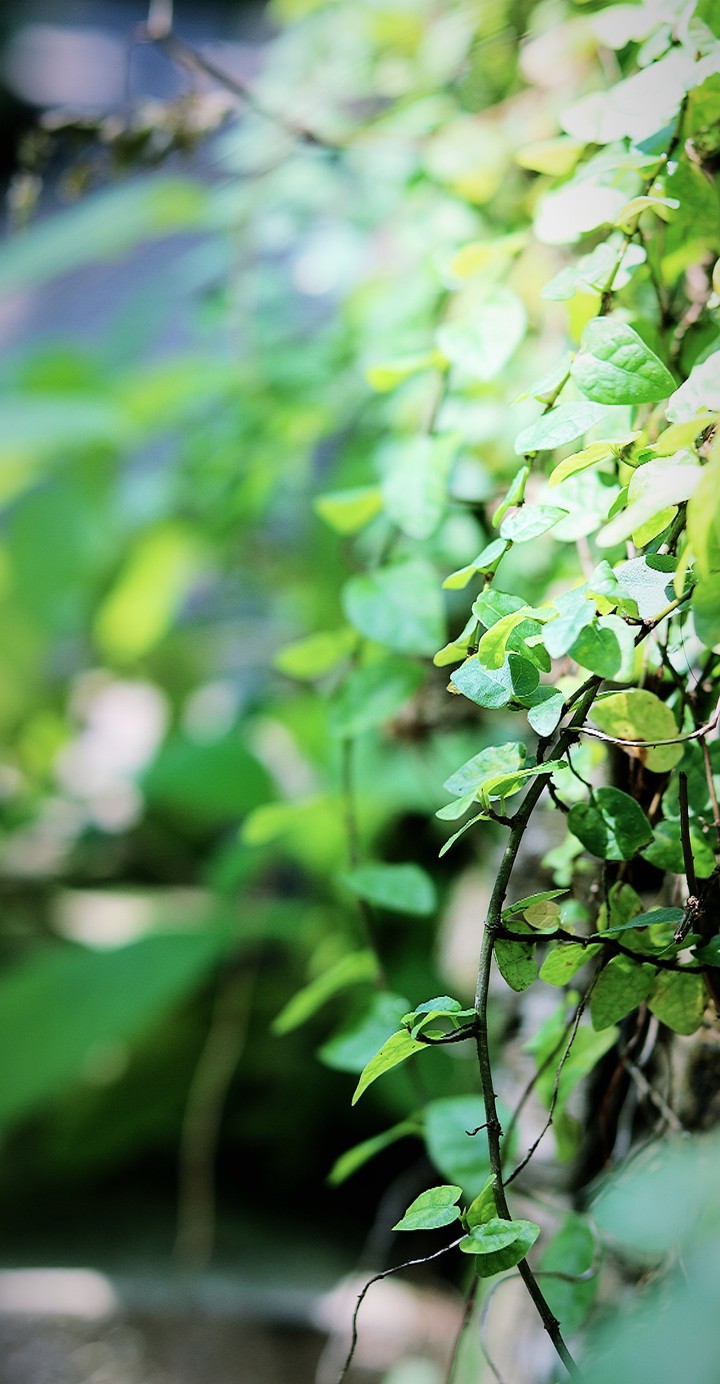 nature