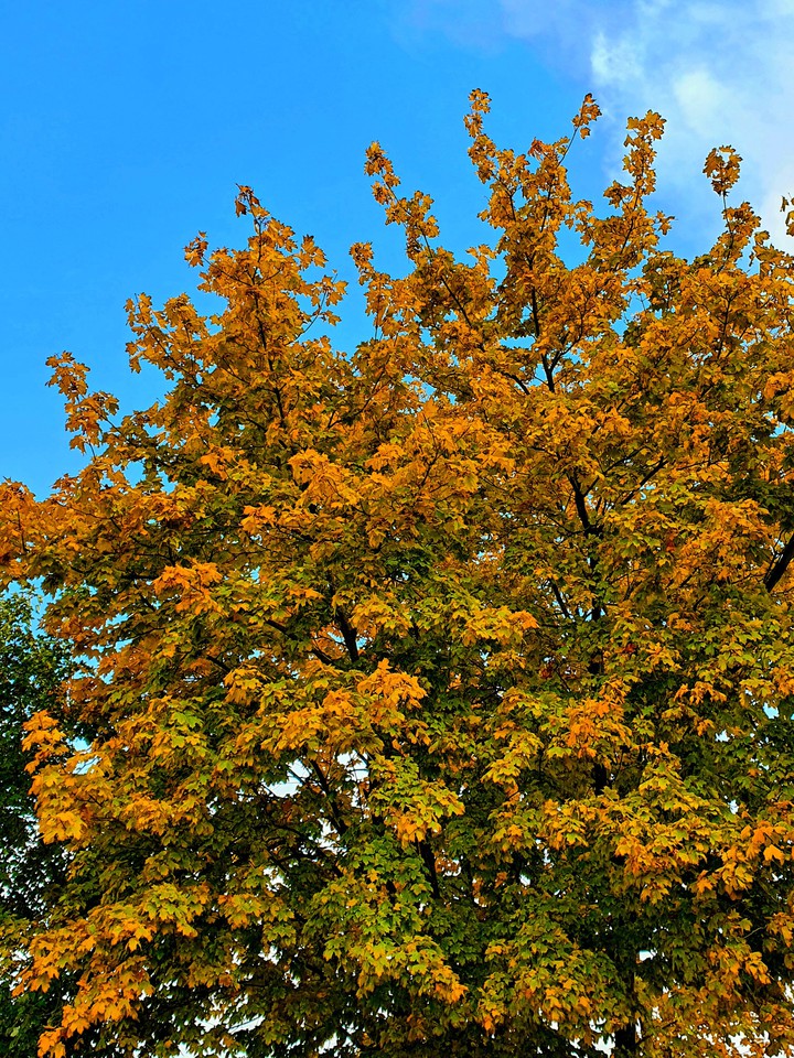 Autumn
