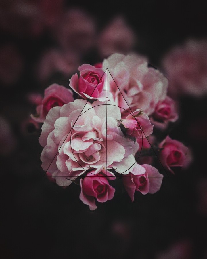 Pink roses