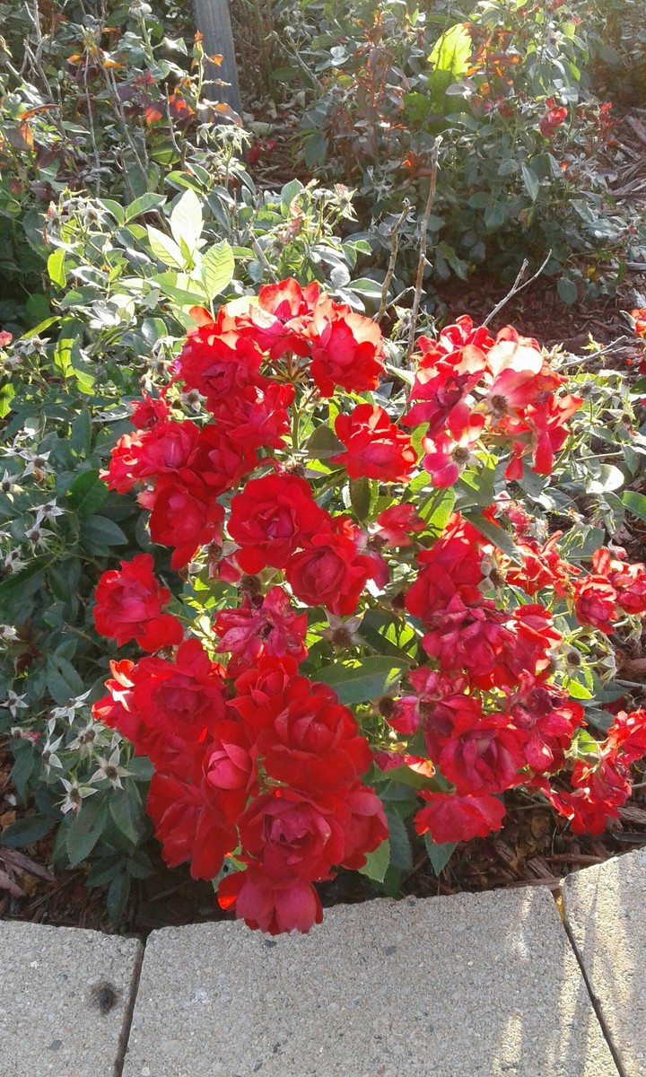 Red Flowers